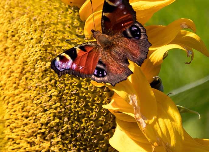 Auf der Naturreise - Falter auf Sonnenblume