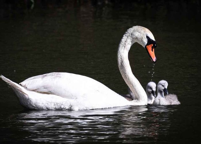 Schwan mit Jungen im IJsseloog